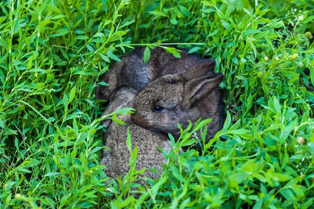 Dos conejito mullido en la hierba verde. Conejos jóvenes en un prado