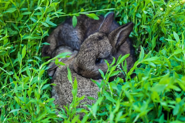 Dos conejito mullido en la hierba verde. Conejos jóvenes en un prado