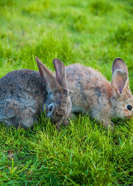 Dos conejos comen hierba en el jardín.