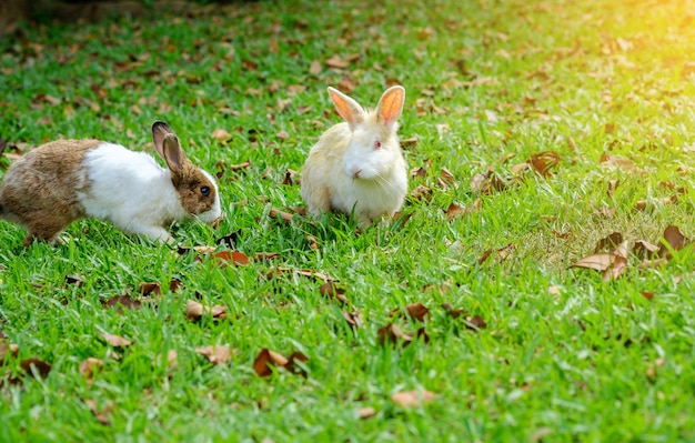 Dos conejos corren por el jardín.