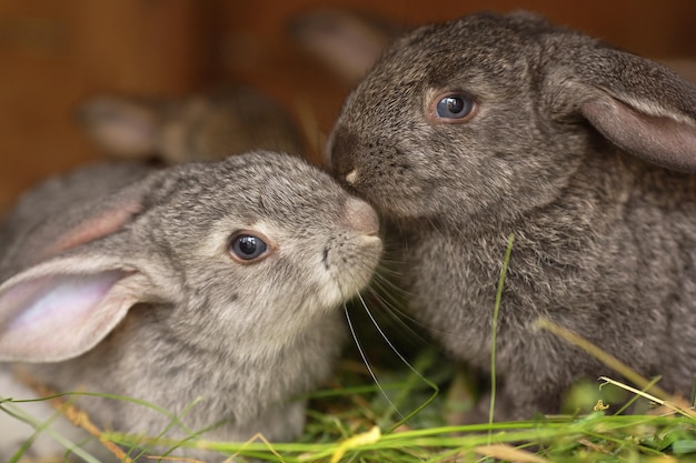 Dos conejos esponjosos besan Un par de mascotas jóvenes y encantadoras