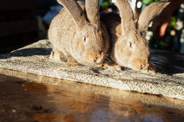 Dos conejos gigantes marrones sentados en la mesa