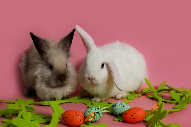 Dos conejos en símbolos de Pascua mascotas fondo rosa. foto de alta calidad