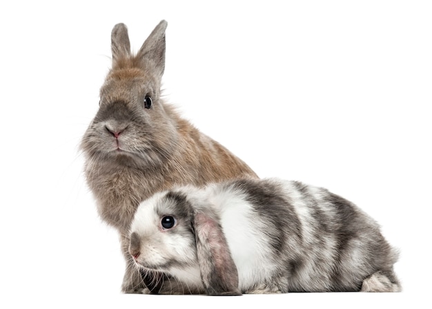 Dos conejos tristes aislados en blanco