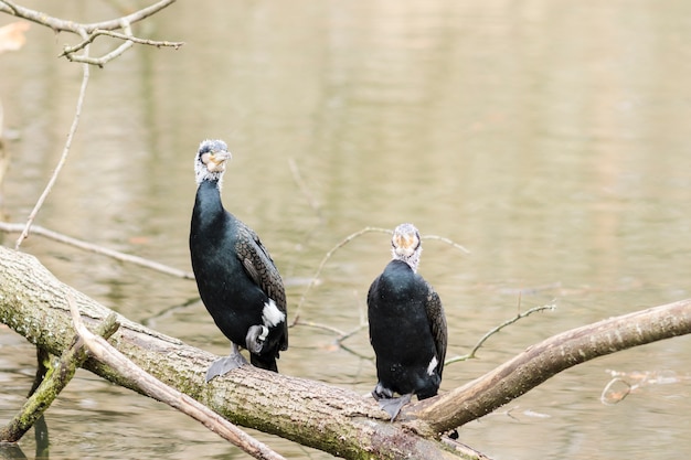 Dos cormoranes en una rama de un río