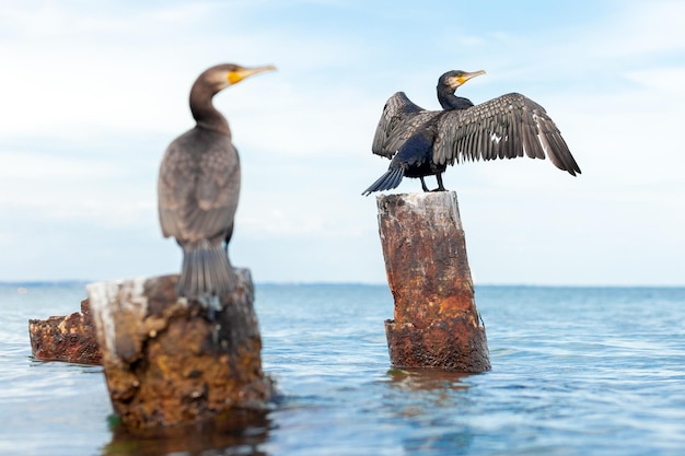 Dos cormoranes se sientan en el fondo del mar grandes aves marinas