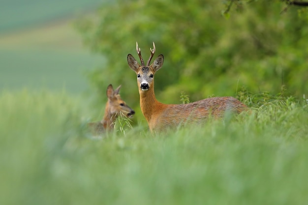 Dos corzos de pie en la hierba en la naturaleza de verano