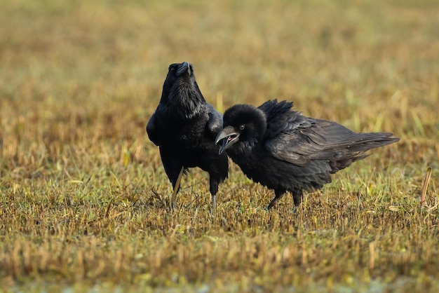 Dos cuervos comunes alimentándose de pradera seca en la naturaleza otoñal