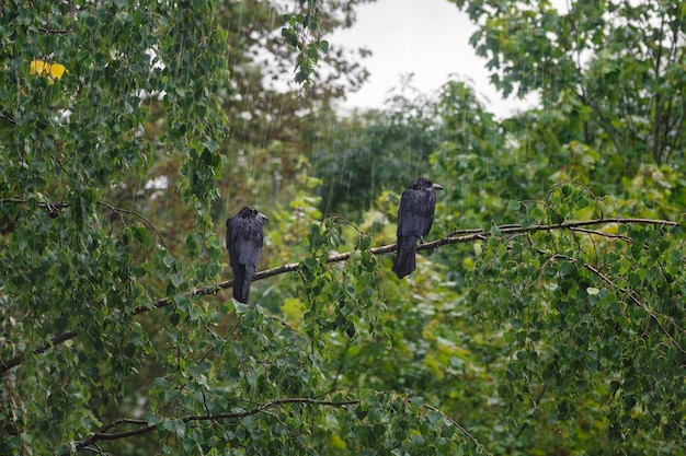 Dos cuervos están sentados en una rama bajo la lluvia torrencial