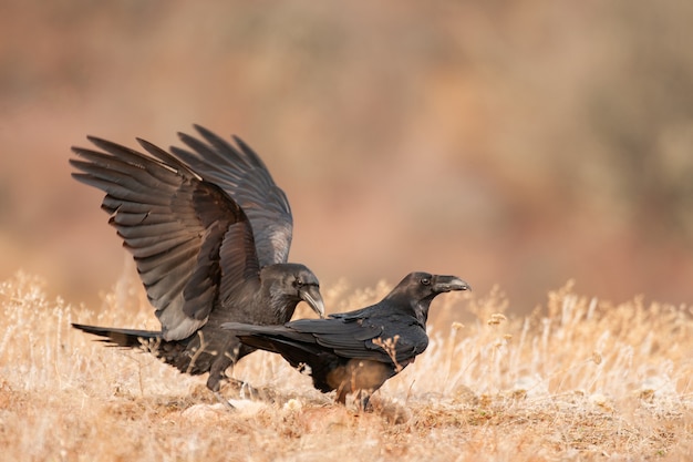 Dos cuervos negros en el hábitat. Corvus corax.