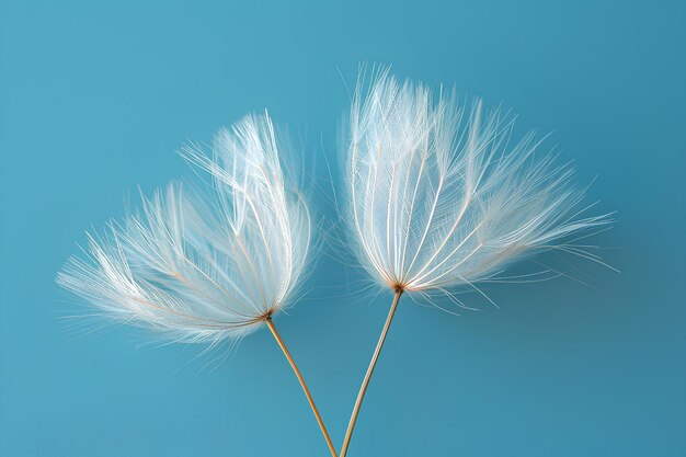 Dos diente de león blancos contra un fondo azul