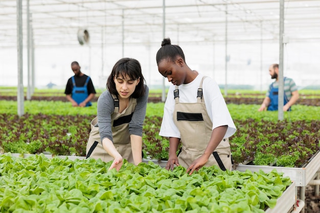 Dos diversos trabajadores agrícolas cultivando biolechuga y haciendo control de calidad inspeccionando hojas en una granja de verduras orgánicas. Diversas mujeres que trabajan en el desarrollo de plantas de control de invernadero.