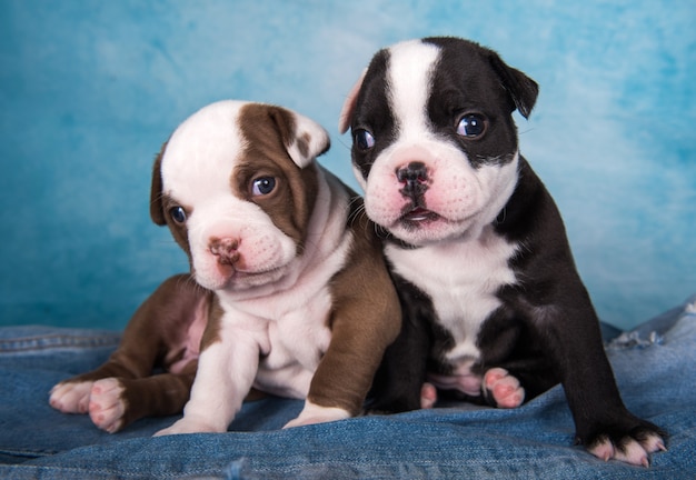 Dos divertidos cachorros de American Bullies sobre fondo azul.