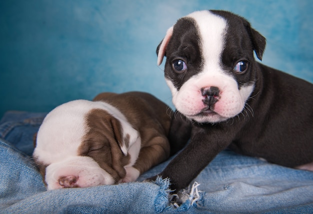 Dos divertidos cachorros de American Bullies sobre fondo azul.