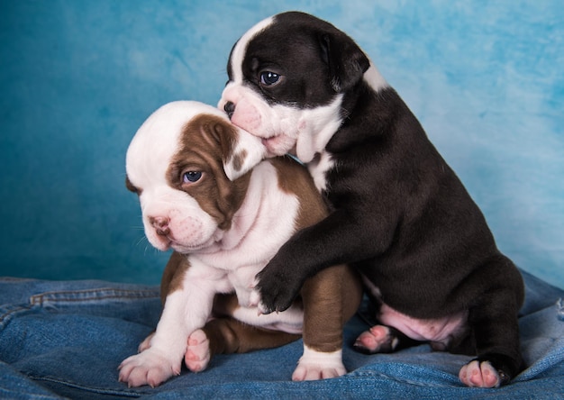 Dos divertidos cachorros de American Bullies sobre fondo azul.