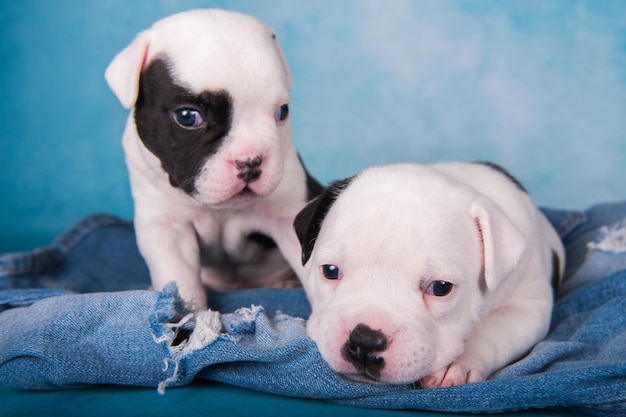 Dos divertidos cachorros American Bullies sobre fondo de blue jeans