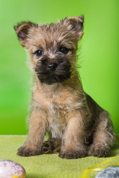 Dos divertidos cachorros Cairn Terrier rojos y atigrados con coloridos huevos de Pascua sobre fondo verde