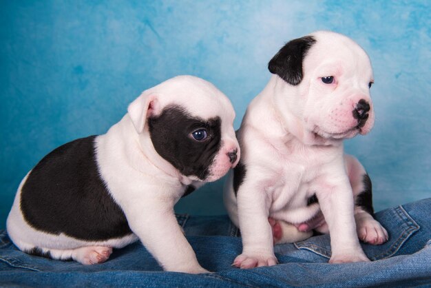 Dos divertidos cachorros de matones americanos sobre fondo de jeans azules