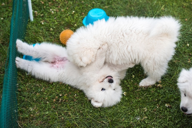 Dos divertidos cachorros de samoyedo blanco esponjoso están jugando