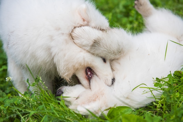 Dos divertidos cachorros de Samoyedo blanco esponjoso perros están jugando en la hierba verde