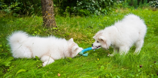 Dos divertidos cachorros de Samoyedo blanco esponjoso perros están jugando con juguetes en la hierba verde