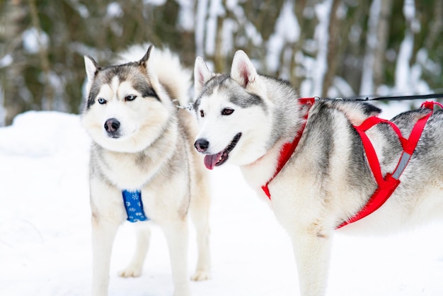 Dos divertidos y felices perros de raza husky con un arnés en un bosque invernal, nieve, perros de trineo al aire libre, emoción