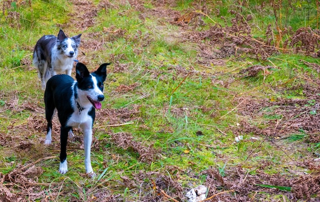 Dos divertidos perros border collie en un camino forestal