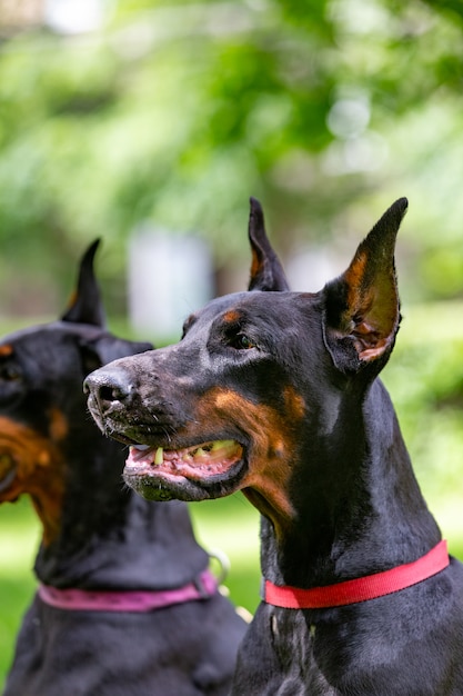 Dos dobermans negros sentados en el césped