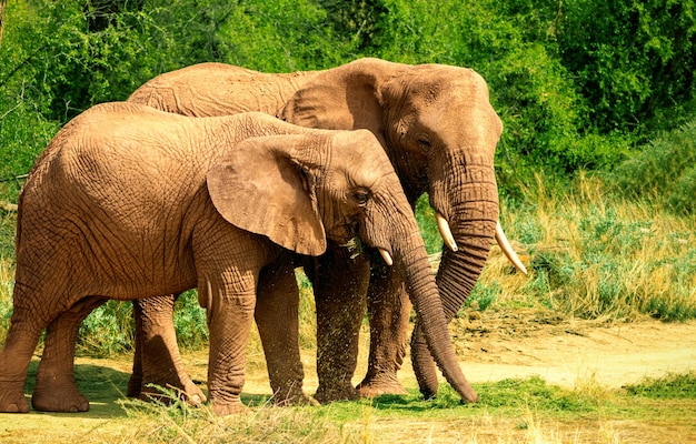 Dos elefantes africanos de Bush en las praderas del Parque Nacional de Etosha, Namibia.