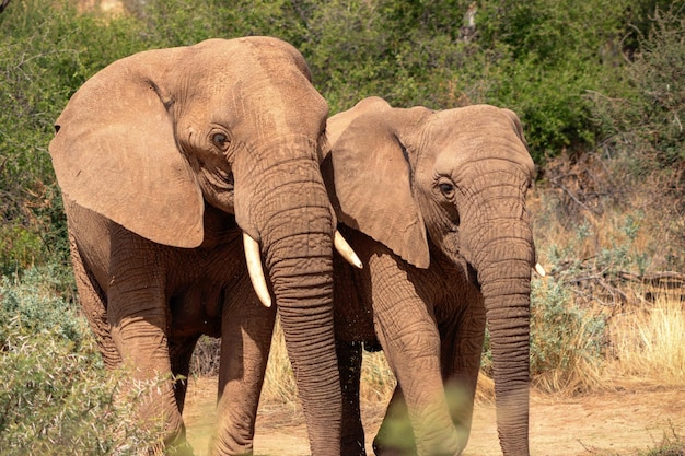 Dos elefantes africanos de sabana en las praderas del Parque Nacional de Etosha