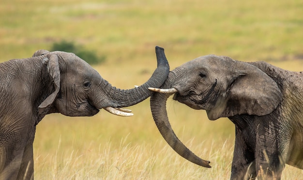 Dos elefantes juegan entre sí en la sabana.