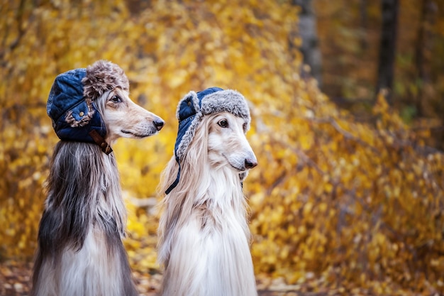 Dos elegantes sabuesos afganos con divertidos sombreros de piel en el fondo del bosque otoñal Concepto de ropa para animales moda para perros