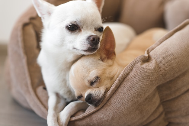 Dos encantadores, lindos y hermosos cachorros de chihuahua domésticos amigos acostados, relajándose en la cama del perro