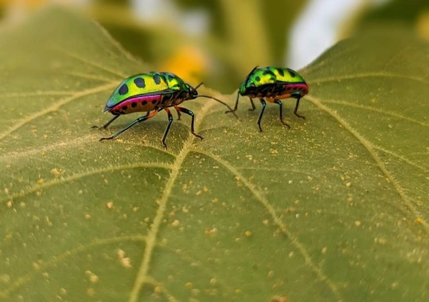 Dos escarabajos coloridos en una hoja