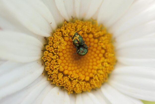 Foto dos escarabajos en una flor