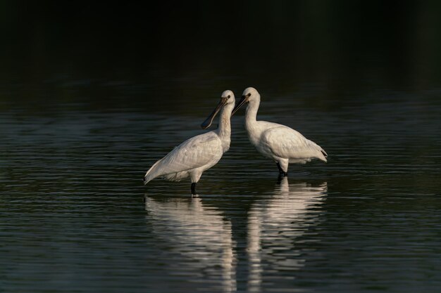 Dos espátula euroasiática o espátula común (Platalea leucorodia) cazando para comer.