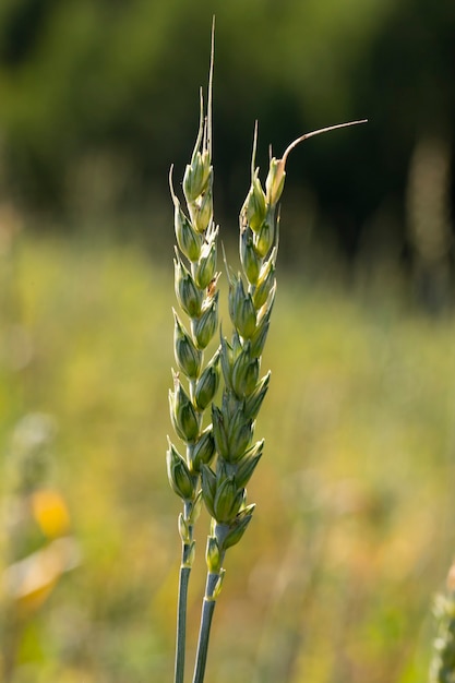 Dos espiguillas de trigo en el fondo del campo de un granjero. El concepto de cultivo y cultivo de pan.