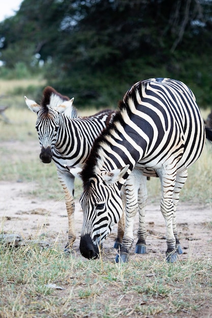 Dos familias de cebras en el Parque Nacional Kruger Sudáfrica
