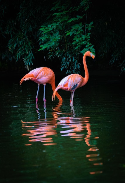 Dos flamencos caribeños con reflejo en el agua