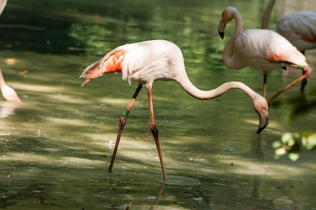 Dos flamencos en el lago