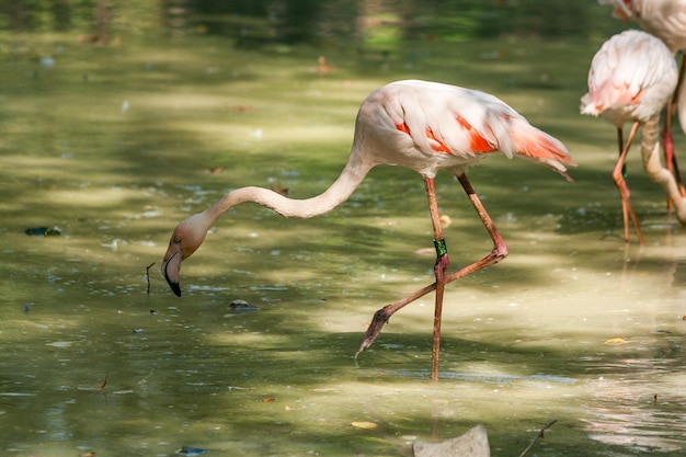 Dos flamencos en el lago