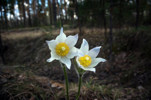 Dos flores blancas de campanillas en el fondo del bosque