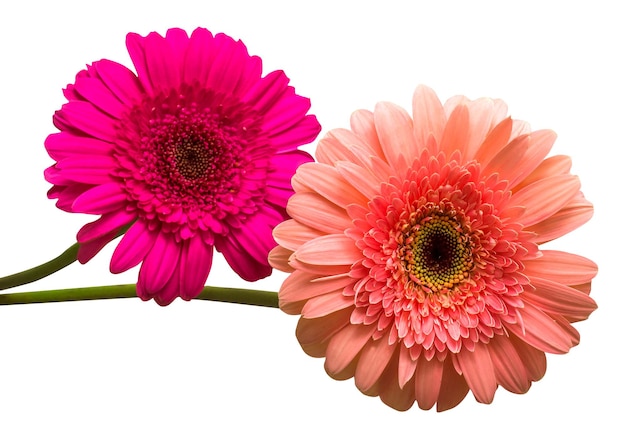 Foto dos flores de gerbera aislado sobre fondo blanco.