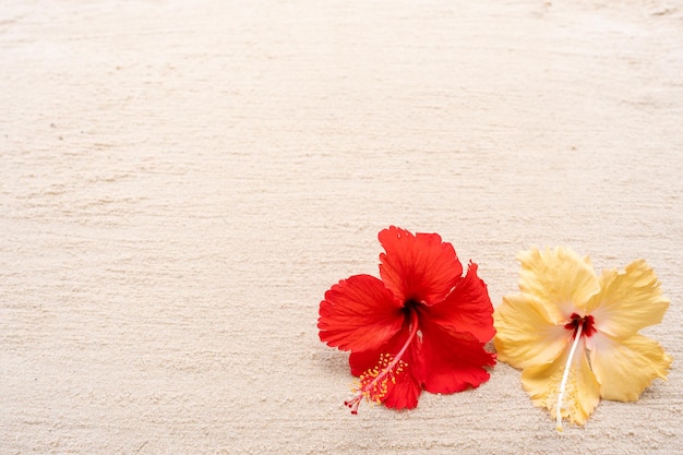 Foto dos flores de hibisco sobre un fondo blanco.