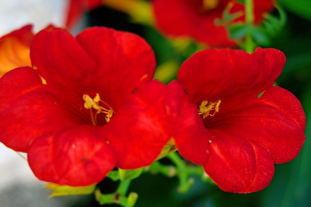 dos flores de Kampsis rojas en un fondo borroso de cerca