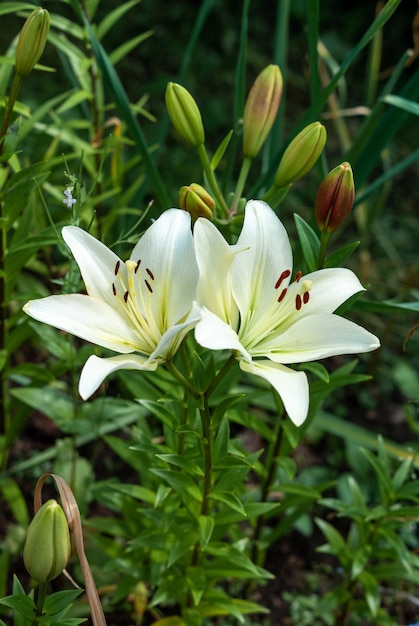 Dos flores de lirio blanco y varios capullos en el jardín