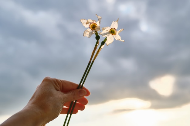 Dos flores marchitas de narciso blanco en mano mujer