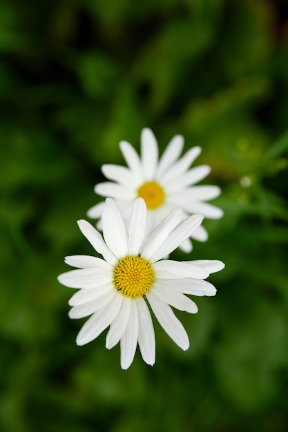 Dos flores de Margarita blanca sobre follaje verde