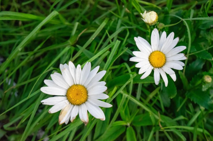 Dos flores de margarita durante el día