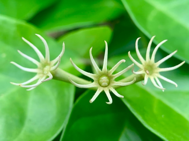 Foto dos flores en una planta con hojas verdes